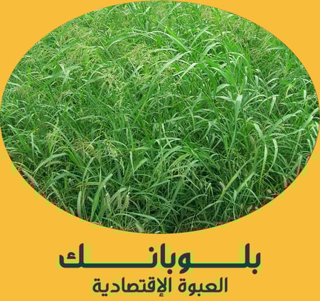 بلوبانك ( العبوة الإقتصادية )