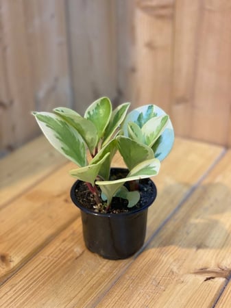 ببروميا مبرقش - 12 سم