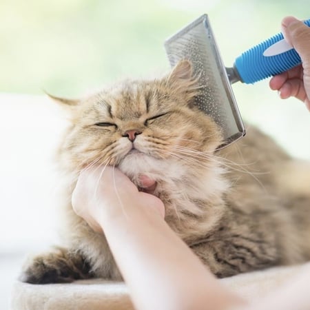 باقة الترويش الجاف بدون ماء (تنظيف بالرغوة - قص اظافر - تنظيف وجه)