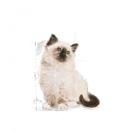 رويال كانين KITTEN طعام جاف للقطط الصغيرة حتى عمر السنة، 4 كيلو