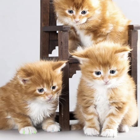 تركيب اظافر سليكون للحماية من الخدش والحفاظ على الاثاث (قص اظافر- تركيب اظافر سيليكون)