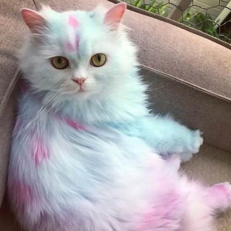 مجموعة تلوين فراء الحيوانات الاليفة - صحية وامنة من بت لوف