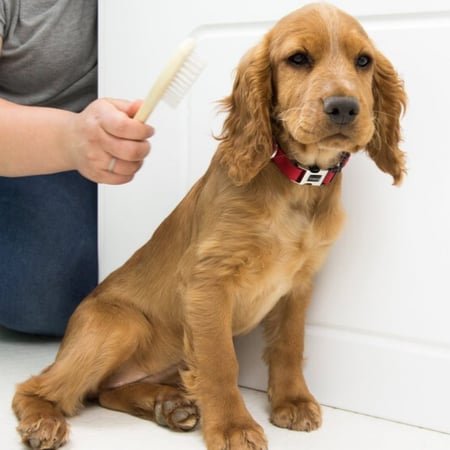 باقة الحلاقة للكلاب المتوسطة (حلاقة - قص اظافر - تنظيف وجه)