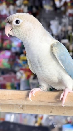كنيور تركواز