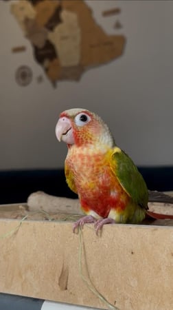 كنيور اناناس اليف