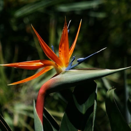 بذور عصفور الجنة