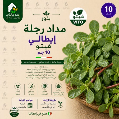 بذور مداد رجلة ايطالي