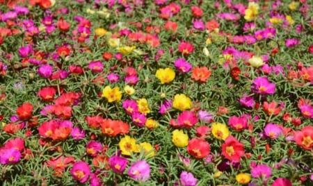 بذور مداد رجلة ايطالي