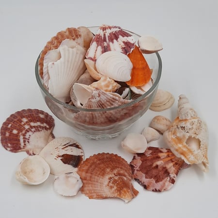 صدف باشكال متنوعه