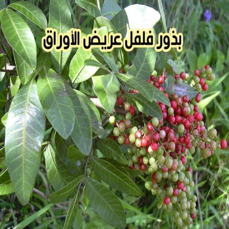 بذور فلفل عريض الأوراق