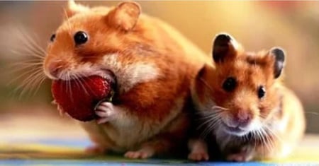 زوج هامستر