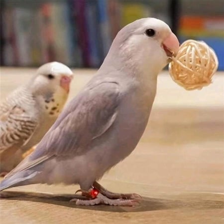 طقم لعبة كرة الخيزران 10 قطع