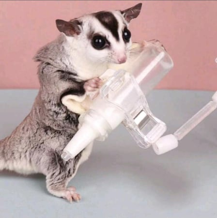 زجاجة تغذية شوقر قلايدر مع نشبك للتعليق في القفص