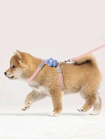 هارنس /صدرية مع مقود شكل زهرة للقطط والكلاب