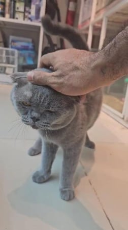 تزاوج مع ذكر سكوتش بلو فولد