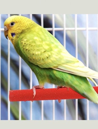 مجثم صغيرة للطيور الصغيرة