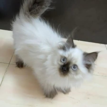 قط هملايا  صغير