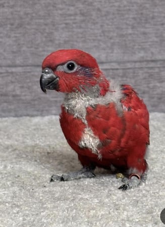 فرخ رد لوري