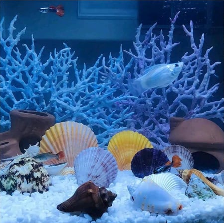 مجموعة مشكلة من الأصداف لتزيين حوض السمك