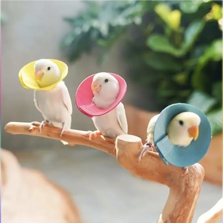 طوق حماية للطيور الصغيرة والمتوسطة