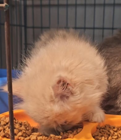 قطة برتقالية