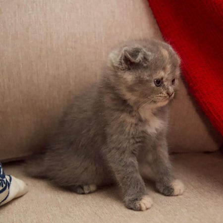 قطة سكوتش دبل فولد بلو  أنثى - 45 يوم مع الملحقات