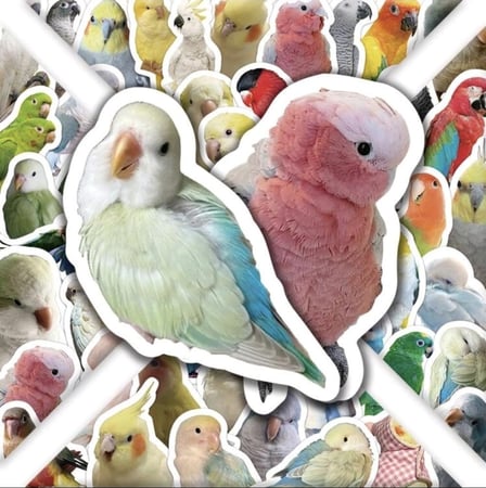 100 ملصق واقعي لطائر الببغاء الجميل