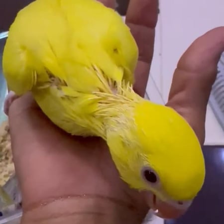 فرخ ببغاء درة هولندي أصفر