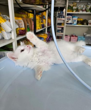 قطة شيرازية عمر شهرين