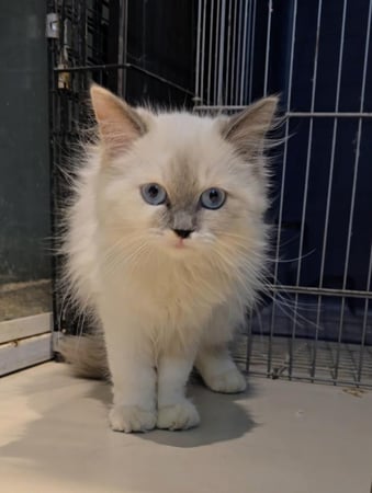 قطة هملايا أنثى بيضاء - عمر 3 شهور