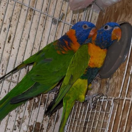 زوج لوري منتج