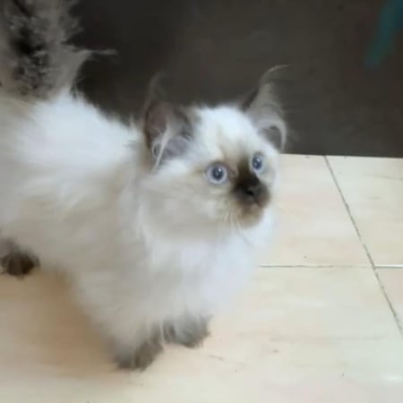 قط هملايا  صغير