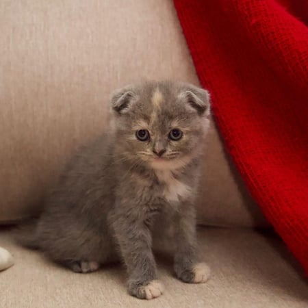 قطة سكوتش دبل فولد بلو  أنثى - 45 يوم مع الملحقات