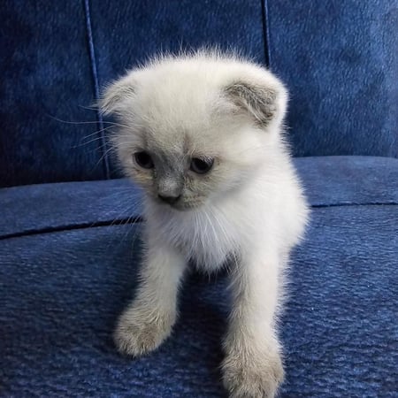 قطة سكوتش فولد أنثى - شهرين