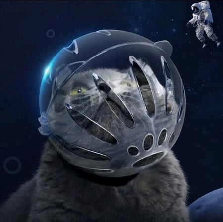 غطاء طبي لرأس القطط استخدامات متعددة