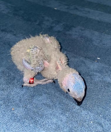 فرخ لوري رد كولارد