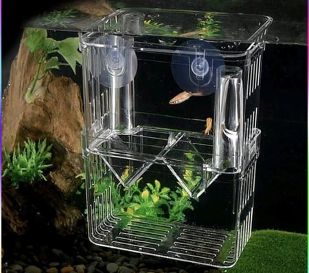 صندوق عزل للأسماك للتزاوج والتفريخ
