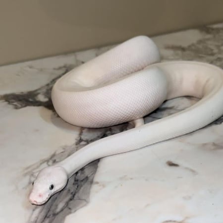 ثعبان بول بايثون لوسيستك