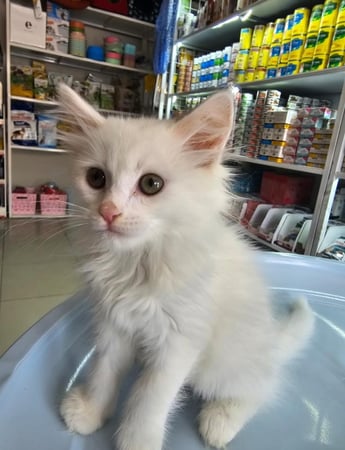 قطة شيرازية عمر شهرين