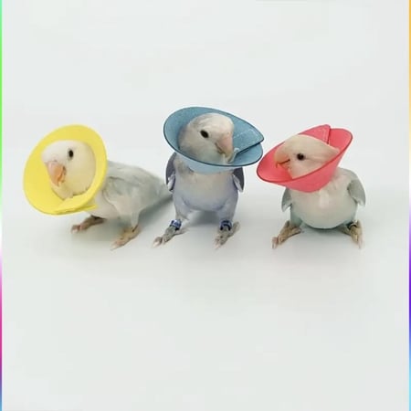 طوق حماية للطيور الصغيرة والمتوسطة