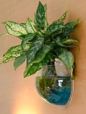 فازة زجاج دائرية للتعليق على الحائط