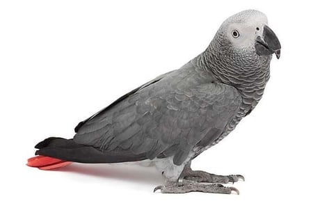 ببغاء كاسكو أفريقي