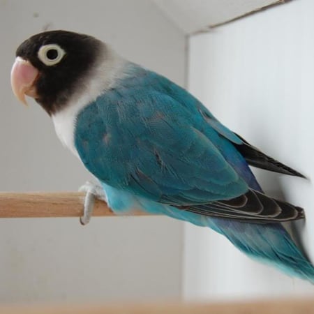 فيشر أزرق غير أليف