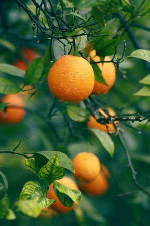 ليمون مشمس حساوي 700 مل