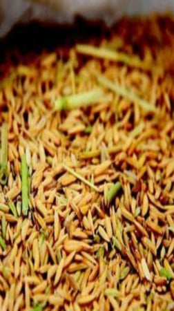 بذور رز حساوي 1 كيلو