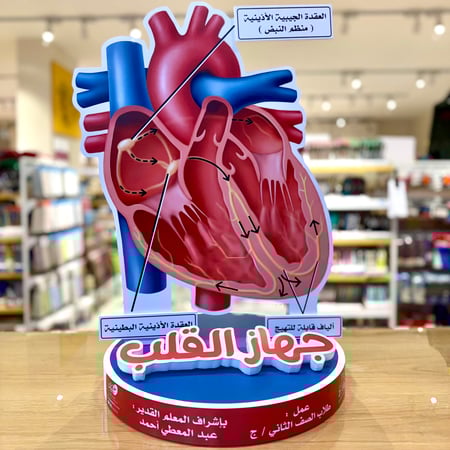 مجسم جهاز القلب