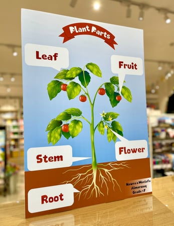 لوحة تعليمية ( أجزاء النبات ) / انجليزي