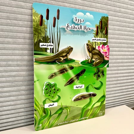 لوحة مجسمة ( دورة حياة الضفدع )