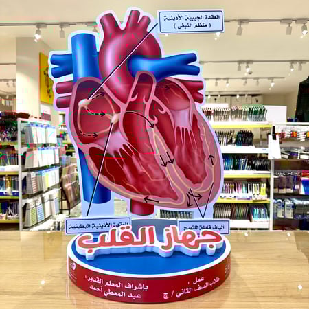 مجسم جهاز القلب