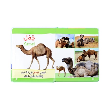 مجموعة التعليم المبكر